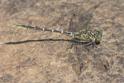 Austrogomphus guerini (Yellow-striped Hunter) male.jpg